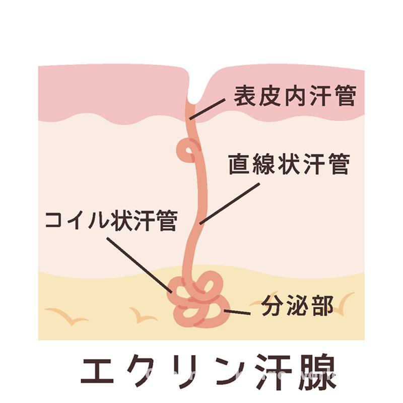エクリン汗腺の構造図